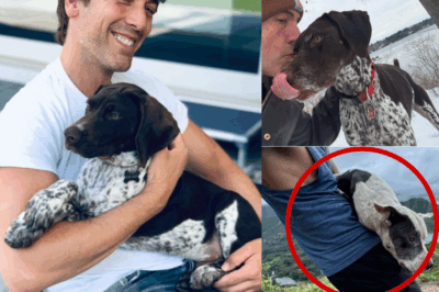 David Muir and His Dog’s Epic Hiking Adventure: How a Near-Death Incident Turned Into a Survival Story with a Heroic Canine Twist!