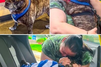 Missing for 8 years since Hurricane Harvey, a dog was found 300 miles from home—hiding in a public bathroom! How did this pup survive all this time?