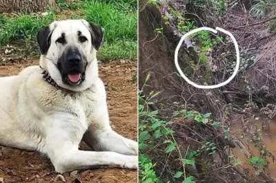 A miracle in the Texas floods! Ziva, a dog lost in the raging waters, was found alive, trapped in a gully—saved by a special device that led rescuers right to her! How did it work?