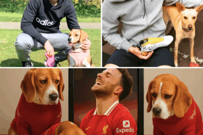 💔 Diogo Jota’s Faithful Beagles Refuse Food, Standing Watch — But There’s More to This Story That’s Shocking Fans Worldwide 😭🐕