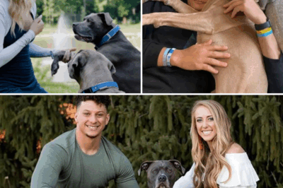 Patrick Mahomes and His Wife Stun the World by Adopting 23 Rescue Dogs—Each Wearing a Secret Code Only They Can Unlock