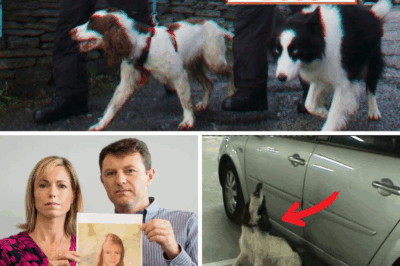 Madeleine McCann Case Derailed from the Start: Police Fixation on Kidnapping Narrative Overshadowed Critical Dog Scent Evidence