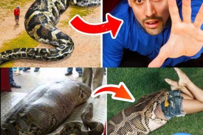 When Pets Become Predators: Three Heartbreaking Cases of Beloved Animals Turning Deadly on Their Owners