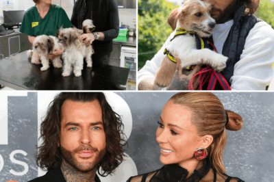 From Reality TV Heartthrob to Canine Haven Dreamer: Pete Wicks Unveils His Heartwarming Vision of a Future Filled with Wagging Tails and Unconditional Love – ‘It’ll Be a Beautiful Picture’