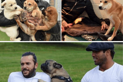 Pete Wicks’ Heart-Wrenching Secret Mission to Free 170 Terrified Dogs from a Brutal Korean Meat Farm—You Won’t Believe the Emotional Bonds He Forms and the Lives He Changes Forever! 😢🐕