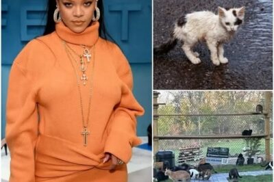 Heart-melting news from Rihanna: Her latest act of kindness could save thousands of furry lives—but what’s the full story behind this massive $5M cat haven?