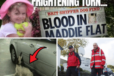Shadows in Apartment 5A: The Cadaver Dogs’ Alerts and the Chilling Theory That Madeleine McCann Never Left