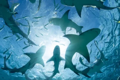 New Smyrna Beach Tops Global Shark Bite Lists with 300+ Incidents, Yet Draws Throngs of Tourists