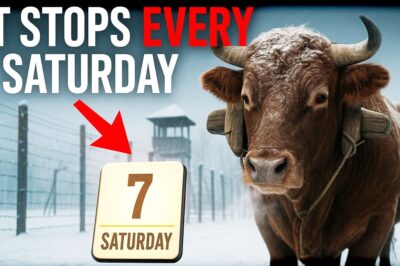 You won’t believe how a stubborn old ox became a divine tool for faith in the frozen hell of a Siberian prison camp—defying guards and proving God’s power against communist oppression. What miracle turned persecution into souls saved?
