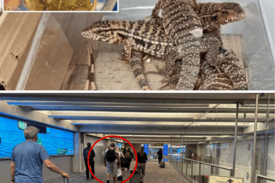 Suitcase of Doom: Israeli Daredevil Busted at Tel Aviv Airport Hiding 186 Slithering Snakes, Turtles & Exotic Beasts Worth a Fortune – What Horrors Lurk Inside?