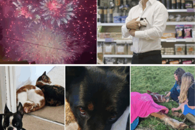 💥 HORROR at £4M Mansion: Pet Tycoon’s Epic Fireworks BLOW UP a Horse’s Life—Euthanized in Agony! 😱🐎 Neighbors RAGING, Tycoon Begs Forgiveness but Threatens COPS!