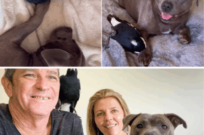Heartbreak in the Nest: Peggy the Loyal Staffy Faces Silent Suffering – Will Her Magpie Soulmate Ever Hear Her Bark Again?