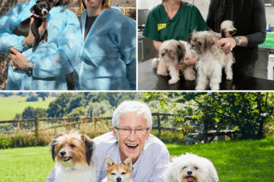 Paws of Eternal Legacy: How Paul O’Grady’s Unwavering Canine Compassion Echoes Through Pete Wicks’ Tear-Jerking Mission at Dogs Trust