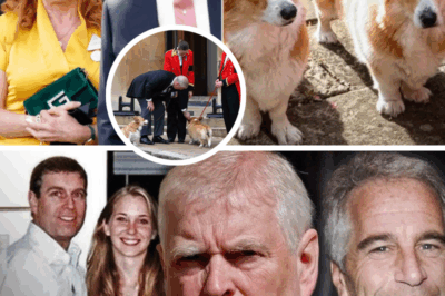 Buckingham Palace Confirms Fate of Queen Elizabeth’s Corgis Amid Andrew Family Relocation
