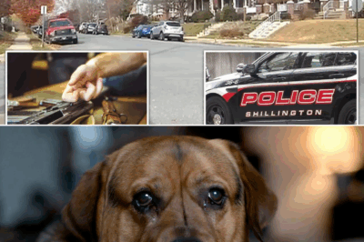 Freak Firearm Fiasco: Pennsylvania Man Fighting for Life After Dog Triggers Shotgun in Bedroom Blunder – Cops Call It ‘The Perfect Storm’