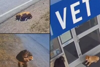 😱🐾 They Checked the CCTV to See How the Injured Dog Got There — What They Saw Walking Beside It Shocked Everyone 💔🙊