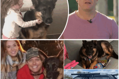 Heartbreaking Story: Loyal Dog Arnie Abandoned in Locked Car for Over a Week Without Water 🐶💔☀️