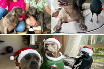 A Feathered Christmas Miracle: Sassy Magpie Molly Reunites with Loyal Dog Peggy, Spreading Joy and Hope This Holiday Season! 🐶🕊️❤️