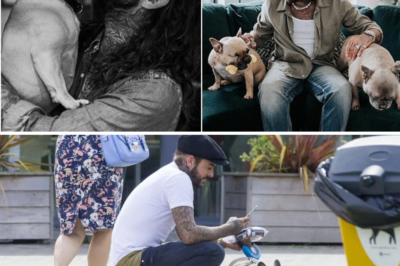 Pete Wicks Devastated as Beloved Rescue French Bulldog Peggy Passes Away Just Weeks After Hopeful Battle with Serious Illness 💔