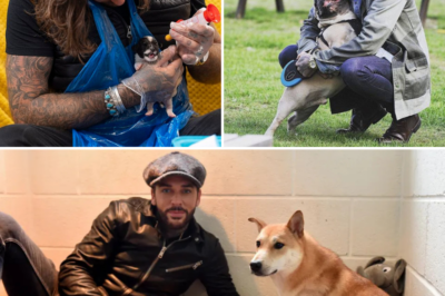 TOWIE Star Pete Wicks’ Secret Hero Mission: Quietly Saves 170 Dogs from Horrific Fate – No Cameras, Just Pure Compassion That’s Changing How Fans See Him Forever