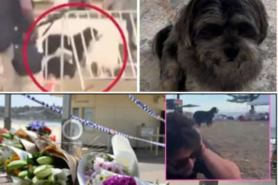 🌊🐶 “LET’S GO HOME…” — The Moment Sassy and Matcha Finally Found Their Way Back After the Bondi Beach Tragedy, as the World Mourns Maui, the Dog Who Will Never Go Home Again 💔