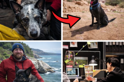 German Shepherd Zoey Rescued from Seaside Cliff in Search for Missing Arkansas Man Chris Palmer; Dog Exhibiting Unusual Behavior