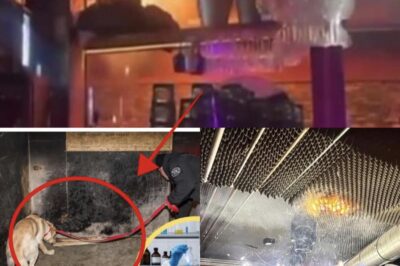 Swiss Bar Fire Horror Deepens: Owners Face Charges as Investigation Probes Safety Failures in Deadly New Year’s Blaze