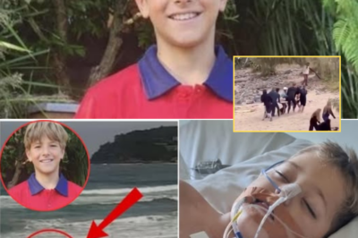 Shocking Footage Captures the Moment a Shark Attacks a 12-Year-Old — and the Split-Second Decision That Saved His Life