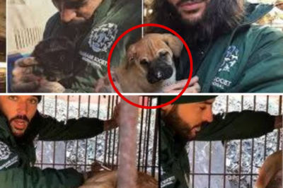 From Death Row to New Hope: Pete Wicks Leads Daring Rescue of 170 Dogs from Korean Meat Farm – But Is This Mission Hitting Unexpected Roadblocks?