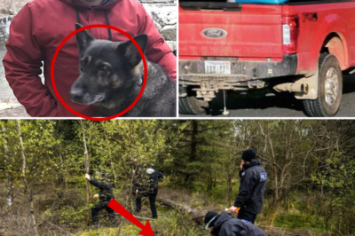 BREAKING: Loyal Dog Found Alive in Virginia Forest After Weeks Missing with Hiker Chris Palmer