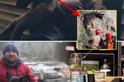Zoey Is Found Alive on a Seaside Cliff — But the Search for Chris Palmer Enters a Darker Phase