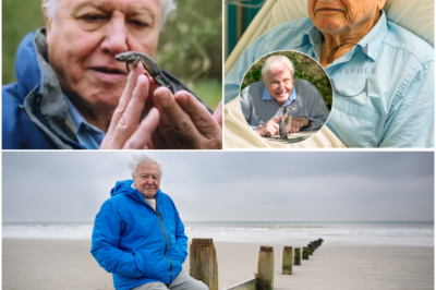 🕊️📽️ “Time Is Short” — Inside Sir David Attenborough’s Quiet Health Struggle and the Powerful Projects He’s Rushing to Complete