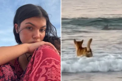 Family’s Agony as Mystery Deepens Over Death of 19-Year-Old Found Surrounded by Dingoes on Tourist Island