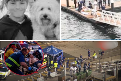 🌊💔 Australia Mourns: The Tragic Shark Attack That Took Young Nico Antic