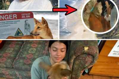 Horror on K’gari: Canadian Teen Piper James Bitten by Dingoes BEFORE Drowning Death – Shocking Autopsy Reveals Pre-Death Attack!