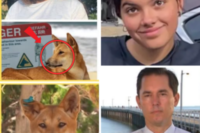 SHOCK MOVE: Fraser Coast Mayor Backs Mass Dingo Cull on K’gari After Backpacker’s Death – Experts Warn of Extinction Disaster