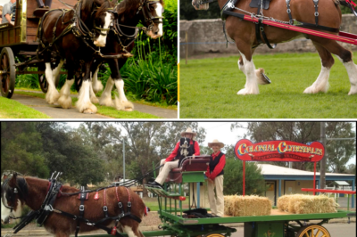 🦅🍺 “Made of America” — Budweiser’s Super Bowl LX Masterpiece Just Broke the Internet and Topped Every Ad Ranking 🔥