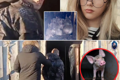 😱🐖 Horror in Siberia: Teen Girl Allegedly Knocked Unconscious and Left for Pigs by Farmworker in Shocking Krasnoyarsk Murder Case