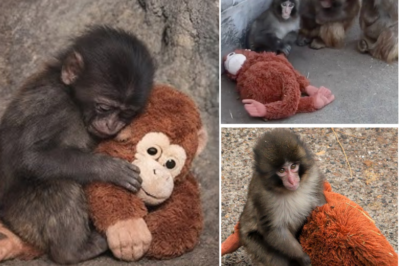 😢🧡 Abandoned by His Mom, Baby Monkey Punch Hugs Plushie for Comfort — Viral Video Melts Millions of Hearts 🧸💞