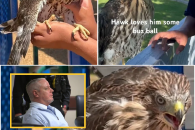 💔🦅 Outrage Erupts After 25-Year-Old Man Admits to Pouring Liquor Into a Hawk’s Beak