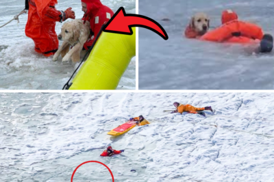 Dog Safely Rescued in Heartbreaking Eastham Ice Incident: Loyal Pet Found Wet but Alive After Owners’ Tragic Fall Through Thin Ice