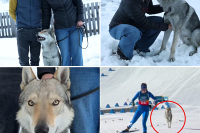 Dog Crashes Winter Olympics Race – Crosses Finish Line on Live TV, Owners Had No Clue Until They Saw Him Sprinting! 🐺🏁