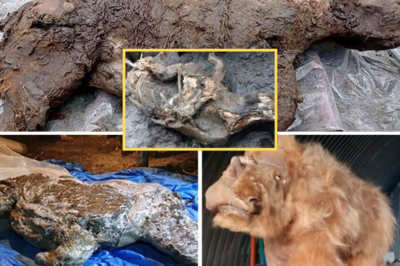 Frozen in Time: 20,000-Year-Old Baby Woolly Rhino Pulled From Ice – Fur, Organs, and Last Meal Still Perfectly Intact! 🤯