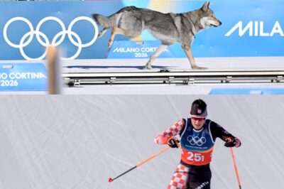 Lost Wolfdog Nazgul Crashes Olympic Finish Line – Owners Freeze in Horror Watching Their “Missing” Pet Sprint Past World-Class Skiers!