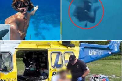 Peaceful Snorkel Turns Nightmare 😱 Man Battling Shark in Great Barrier Reef Somehow Swims Back to Shore With Bloodied Arm