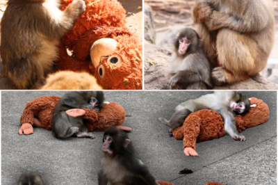💥🐒 Millions Cried for ‘Rejected’ Monkey—But Punch’s Real Story at Ichikawa City Zoological and Botanical Gardens Changes Everything