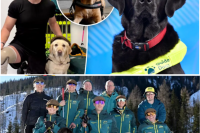 🥹🐾 From Guiding Blind Skiers to Healing PTSD—Service Dogs Are Stealing the Spotlight at the Milano Cortina 2026 Winter Paralympics
