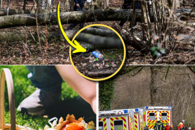 A “Trap Set by Nature”? Deadly Tree Collapse During Easter Egg Hunt in Germany Raises Questions Over Safety Warnings