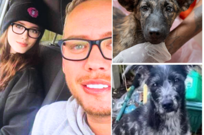 💔 “I Never Want To See Them Again”- Heartbroken Dad Begs Authorities To Put Down The Family Dog And Her Puppies After Fatal Attack 💔🐕
