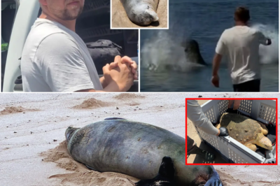 VIRAL BEACH BLUNDER: Wealthy visitor tosses rock at rare Hawaii seal, drops mysterious turtle-savin